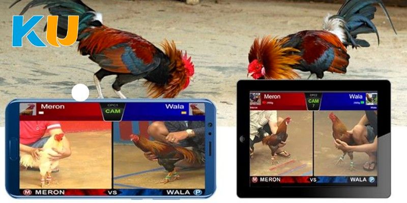 Thien duong cua nhung chu ga tai the gioi doi thuong Kubet Thiên đường của những chú gà tại thế giới đổi thưởng Kubet